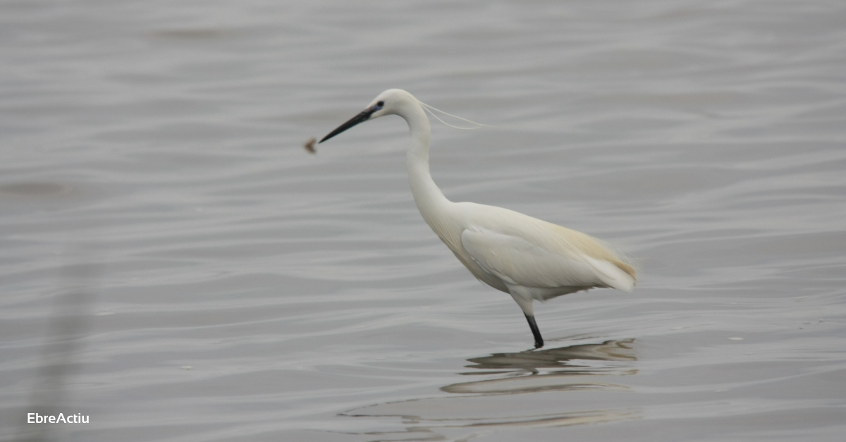 El cens d&rsquo;aus aqu�tiques hivernals del Parc Natural del Delta de l&rsquo;Ebre registra la xifra m�s baixa dels �ltims anys | EbreActiu.cat, revista digital d&rsquo;oci actiu | Terres de l&rsquo;Ebre ...