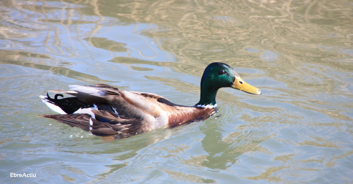 El cens daus aqutiques hivernals del Parc Natural del Delta de lEbre registra la xifra ms baixa dels ltims anys