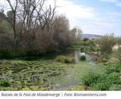 Masdenverge abre este s�bado el II Circuito de Canicross Terres de l&rsquo;Ebre | EbreActiu.cat, revista digital de ocio activo | Terres de l&rsquo;Ebre...