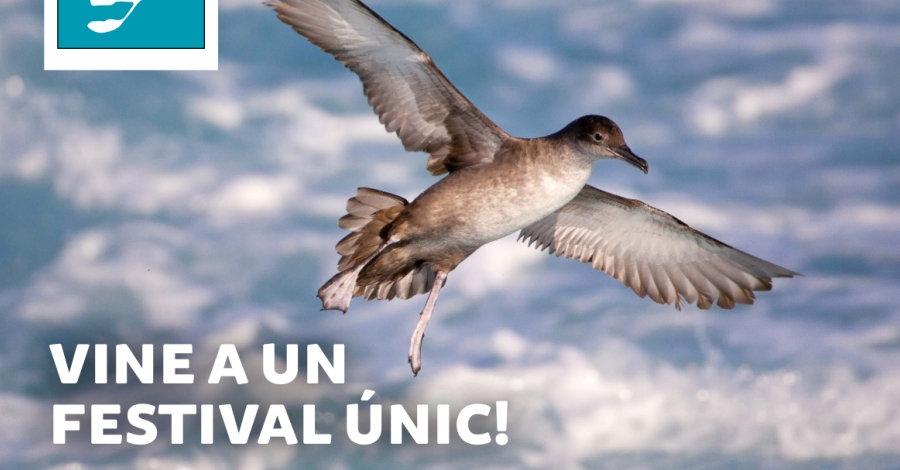 Avui comena la 4a edici del Delta Birding Festival