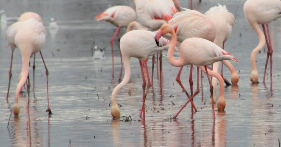 Els parcs naturals celebren el Dia Mundial dels Ocells aquest cap de setmana | EbreActiu.cat, revista digital d’oci actiu | Terres de l’Ebre ...