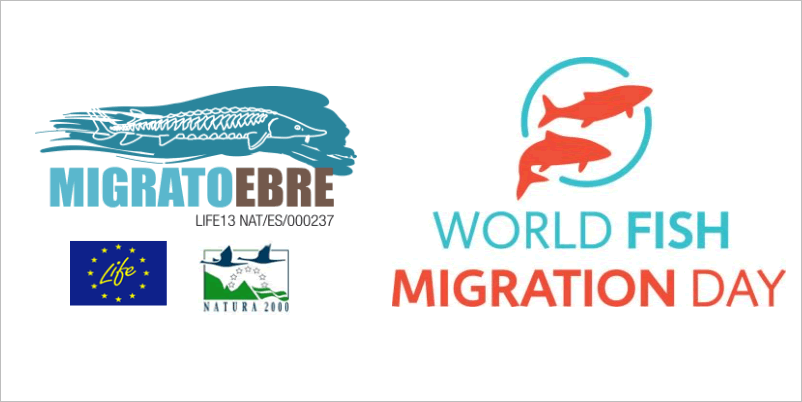 El Parc Natural del Delta de l�Ebre programa diferents activitats per a celebrar del Dia mundial del peix viatger