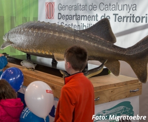 El Parc Natural del Delta de l’Ebre programa diferents activitats per a celebrar del Dia mundial del peix viatger | EbreActiu.cat, revista digital d’oci actiu | Terres de l’Ebre ...