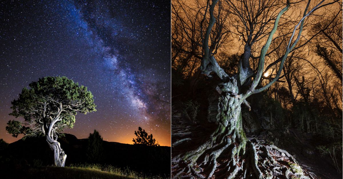 Quan dormen els arbres 