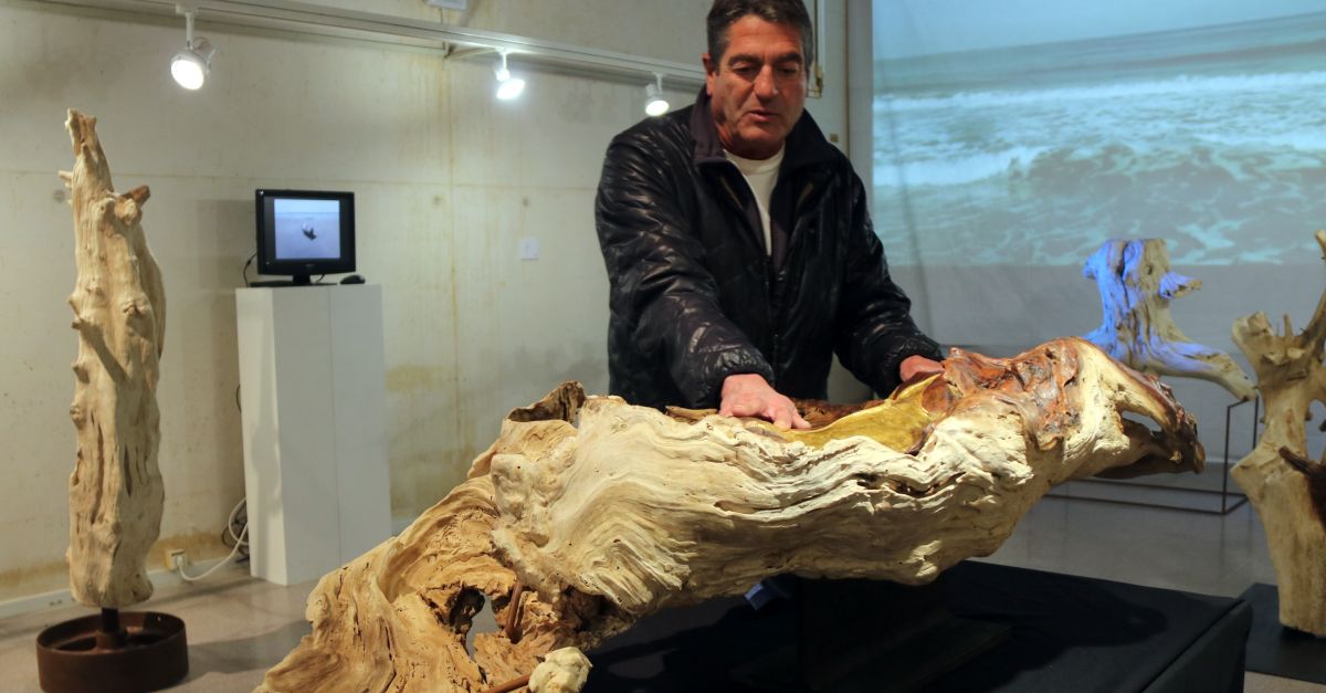 Troncs de mar: natura viva del delta de lEbre arrossegada pels temporals