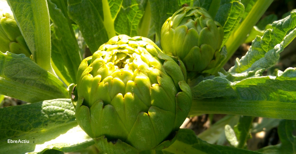 La XXVIII Festa de la Carxofa se centrarà en les jornades gastronòmiques en bars i restaurants | EbreActiu.cat, revista digital d’oci actiu | Terres de l’Ebre ... La XXVIII Festa de la Carxofa se centrarà en les jornades gastronòmiques en bars i restaurants | EbreActiu.cat, revista digital d’oci actiu | Terres de l’Ebre ...