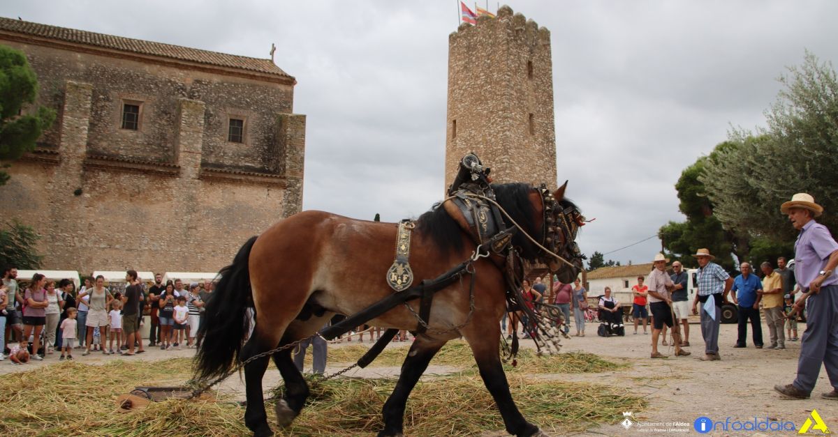 LAldea celebra este domingo la Fiesta de la Sega del Arroz