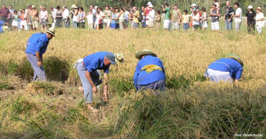 Deltebre i lAmpolla celebren aquest prxim diumenge les seues Festes de la Sega