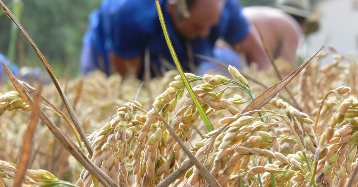 La sega sinicia a Deltebre amb les Jornades Gastronmiques de lArrs i la Festa de la Sega a la Finca de Bombita