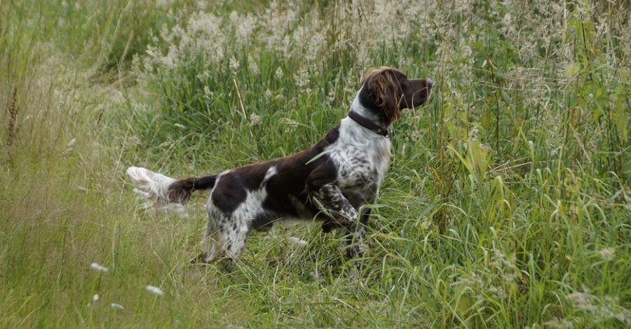 La Fira del Caador de Masdenverge arriba aquest cap de setmana a la 12a edici | EbreActiu.cat, revista digital d’oci actiu | Terres de l’Ebre ...