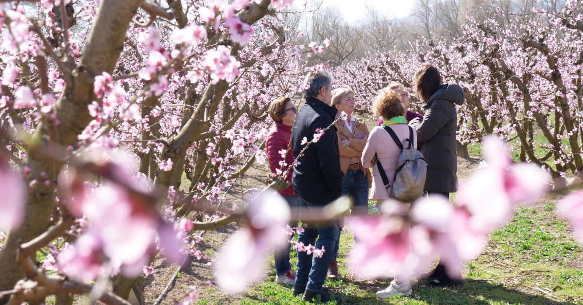 La Ribera dEbre programa diverses experincies turstiques per gaudir de la floraci dels arbres fruiters