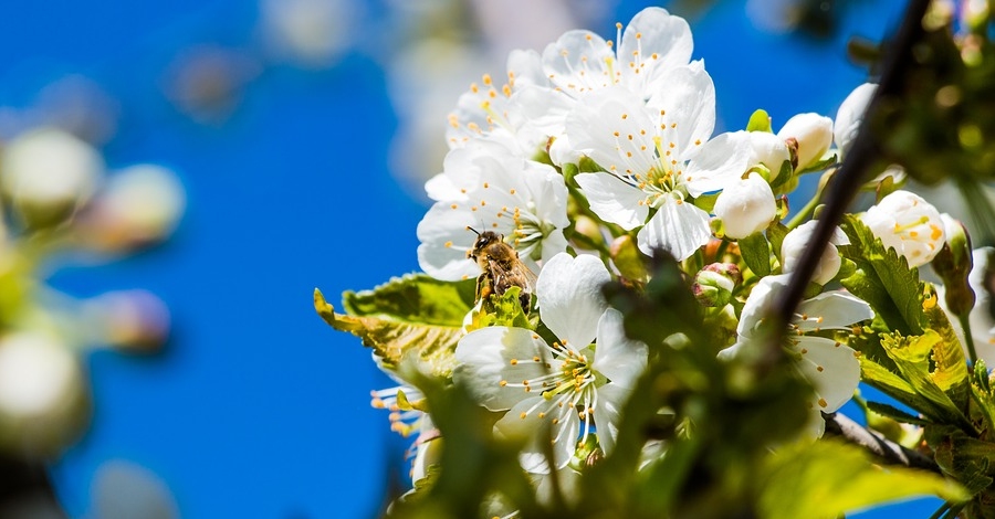 Campanya per fomentar ls dels insectes pollinitzadors 