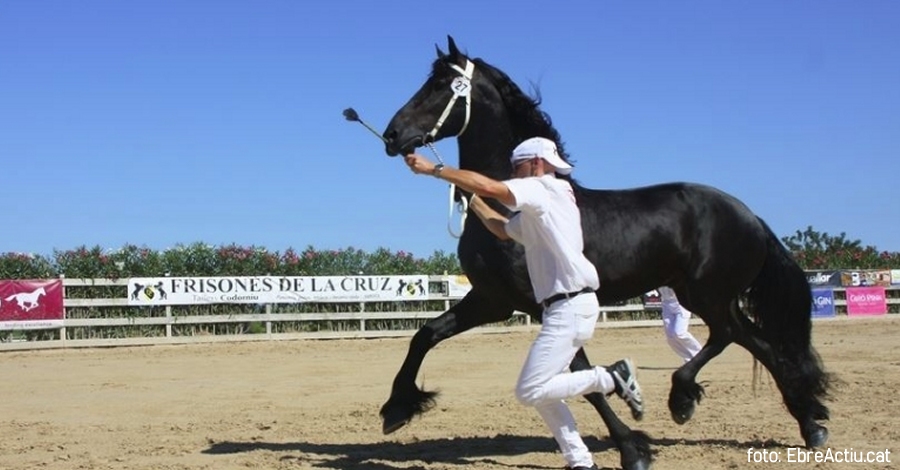 El Campionat Nacional de Cavalls Frisons aplega m�s de 1.500 persones de p�blic