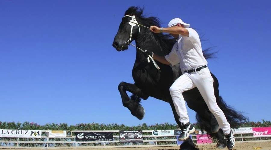 El Campionat Nacional de Cavalls Frisons aplega m�s de 1.500 persones de p�blic | EbreActiu.cat, revista digital d&rsquo;oci actiu | Terres de l&rsquo;Ebre ...