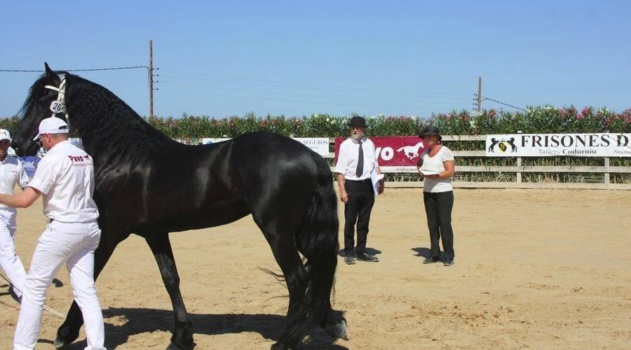 El Campionat Nacional de Cavalls Frisons aplega m�s de 1.500 persones de p�blic | EbreActiu.cat, revista digital d&rsquo;oci actiu | Terres de l&rsquo;Ebre ...