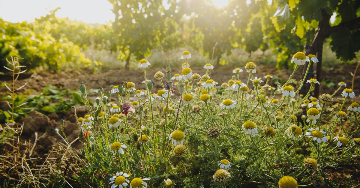 El celler Her�ncia Alt�s es converteix en Silver Member de l&rsquo;associaci� International Wineries for Climate Action | EbreActiu.cat, revista digital d&rsquo;oci actiu | Terres de l&rsquo;Ebre ...