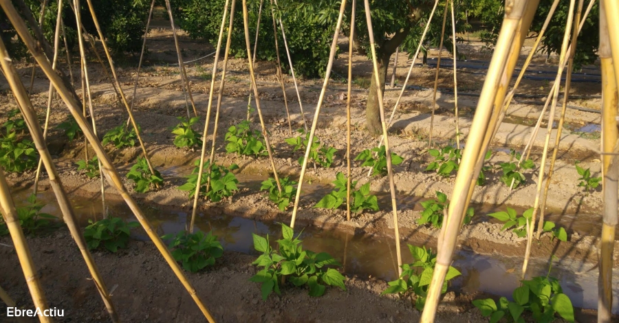 La XVII Jornada d’Etnologia de les Terres de l’Ebre, dedicada a la huerta y los frutales | EbreActiu.cat, revista digital de ocio activo | Terres de l’Ebre... La XVII Jornada d’Etnologia de les Terres de l’Ebre, dedicada a la huerta y los frutales | EbreActiu.cat, revista digital de ocio activo | Terres de l’Ebre...