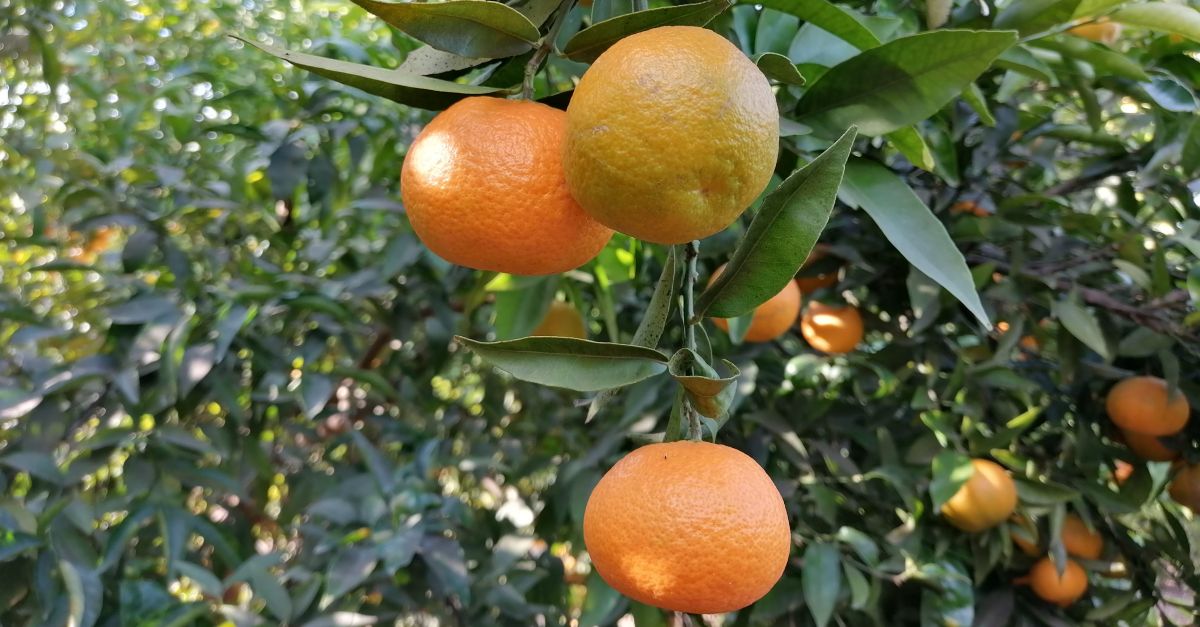 Tret de sortida a les XXX Jornades Citrícoles d’Alcanar | EbreActiu.cat, revista digital d’oci actiu | Terres de l’Ebre ... Tret de sortida a les XXX Jornades Citrícoles d’Alcanar | EbreActiu.cat, revista digital d’oci actiu | Terres de l’Ebre ...