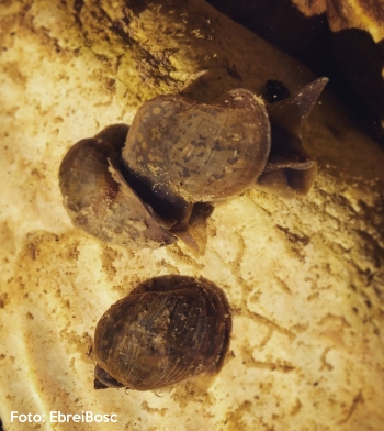 Trobada una nova esp�cie de caragol aut�cton d&rsquo;aigua dol�a a la zona dels Ports | EbreActiu.cat, revista digital d&rsquo;oci actiu | Terres de l&rsquo;Ebre ...