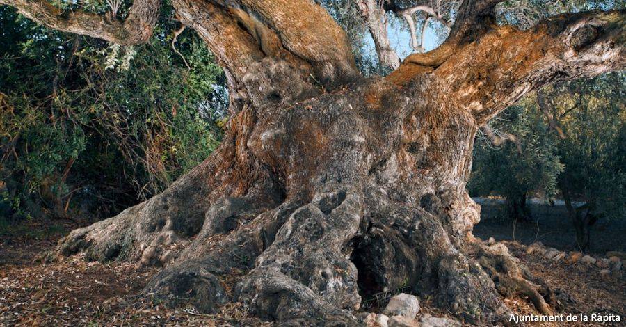 La Rpita dona a conixer les seues oliveres millenries dins les Jornades Europees del Patrimoni 2016 | EbreActiu.cat, revista digital d’oci actiu | Terres de l’Ebre ...