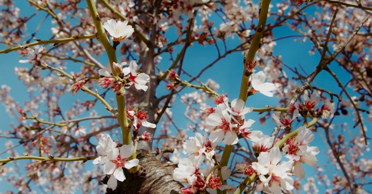 La Ribera en flor ofereix 18 experincies per gaudir de la floraci dels arbres fruiters