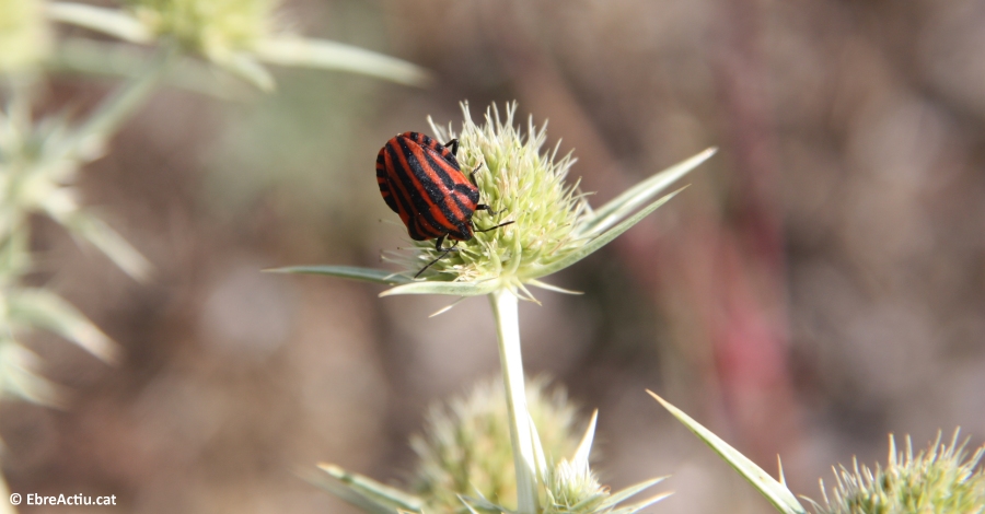 Arriba la 5a edici� del Testing de Biodiversitat de les Terres de l�Ebre