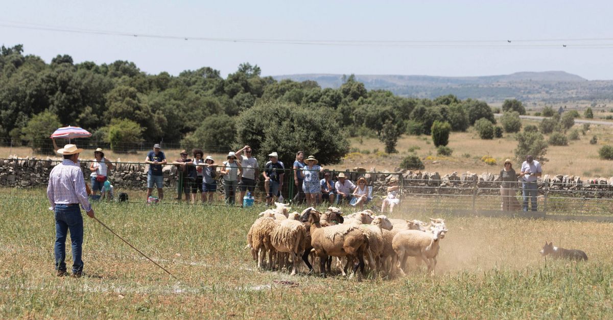 El concurs de gossos de rabera d’Ares capta l’atenci del pblic a l’Alt Maestrat | EbreActiu.cat, revista digital d’oci actiu | Terres de l’Ebre ...