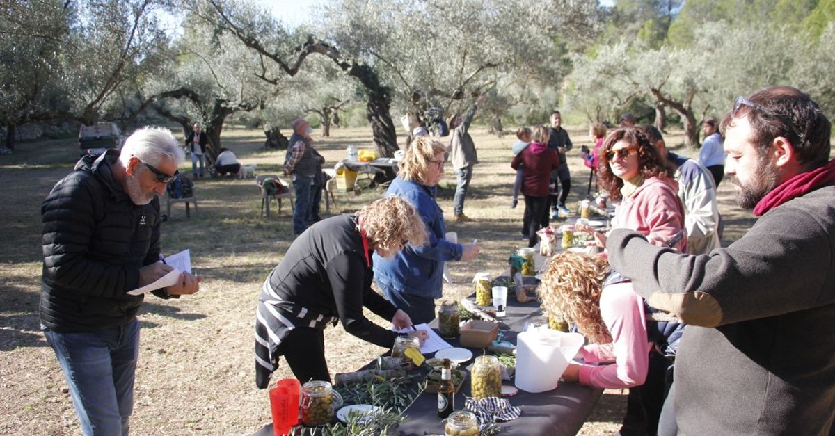 El IV Concurs dOlives Posades i Trencades de Campred ja t guanyadors