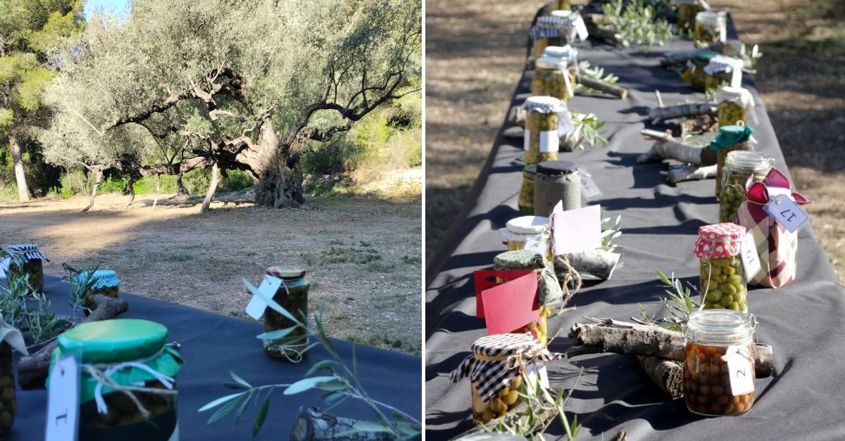 El IV Concurs d’Olives Posades i Trencades de Campred ja t guanyadors | EbreActiu.cat, revista digital d’oci actiu | Terres de l’Ebre ...