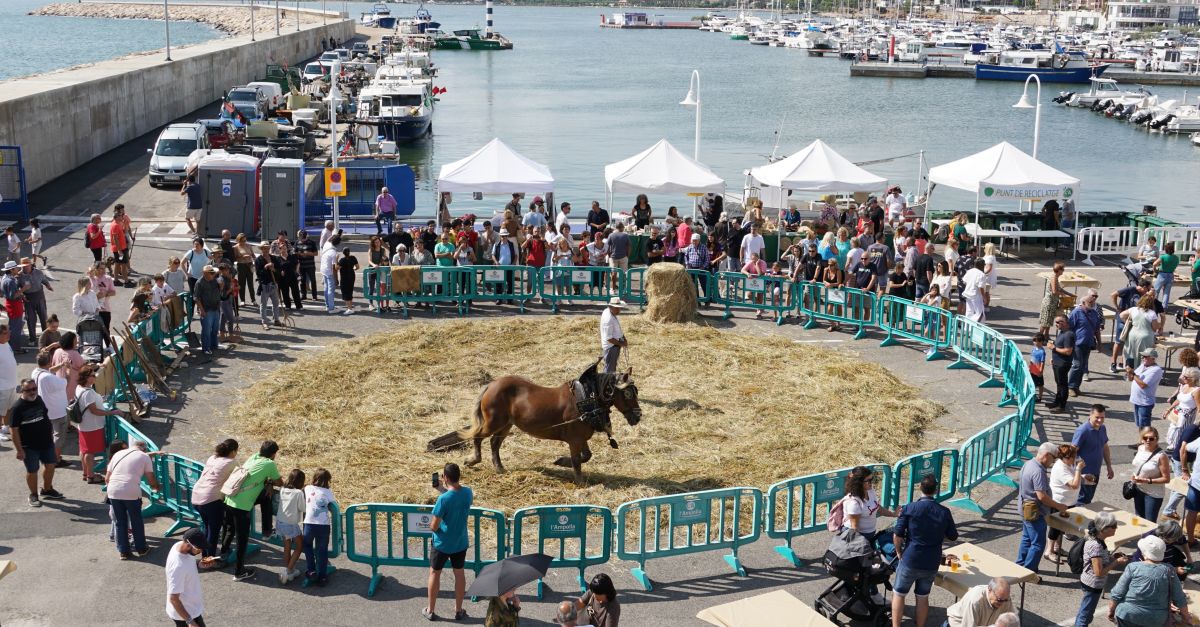 L’Ampolla celebra la XXIII Festa de la Sega amb ms de 1.500 tiquets de degustaci venuts | EbreActiu.cat, revista digital d’oci actiu | Terres de l’Ebre ...