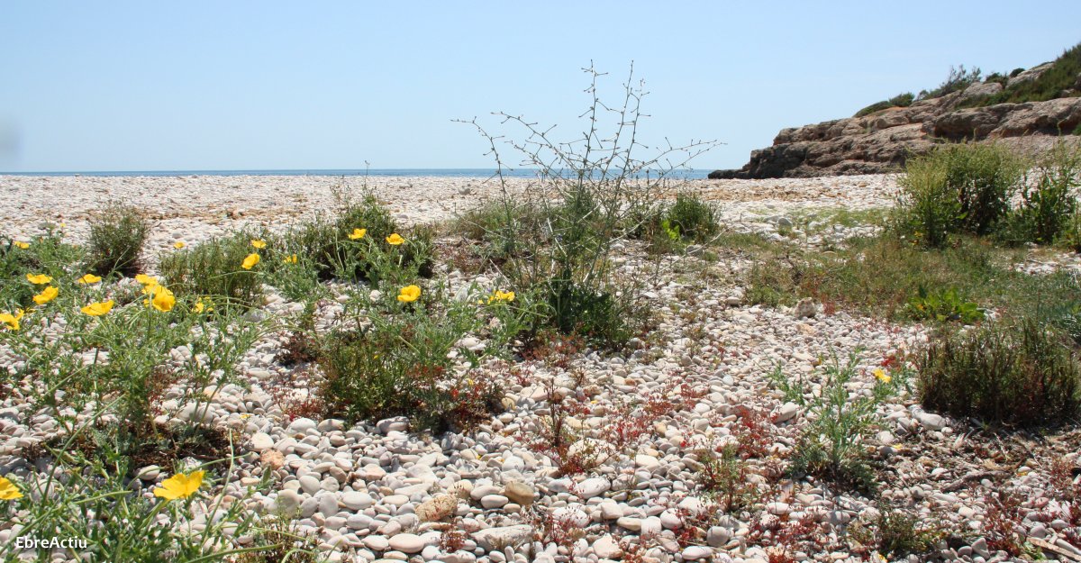Obertes les inscripcions per a les accions de neteja dels espais naturals dins la iniciativa Let’s Clean Up Europe!