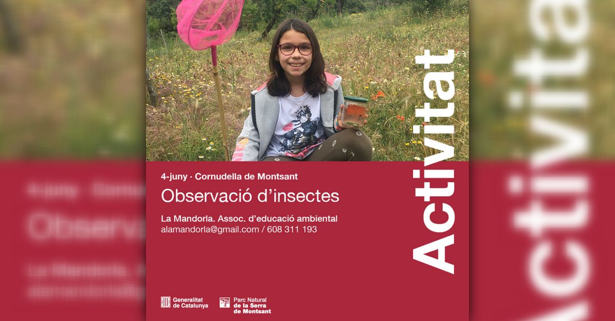 Observaci� d�insectes