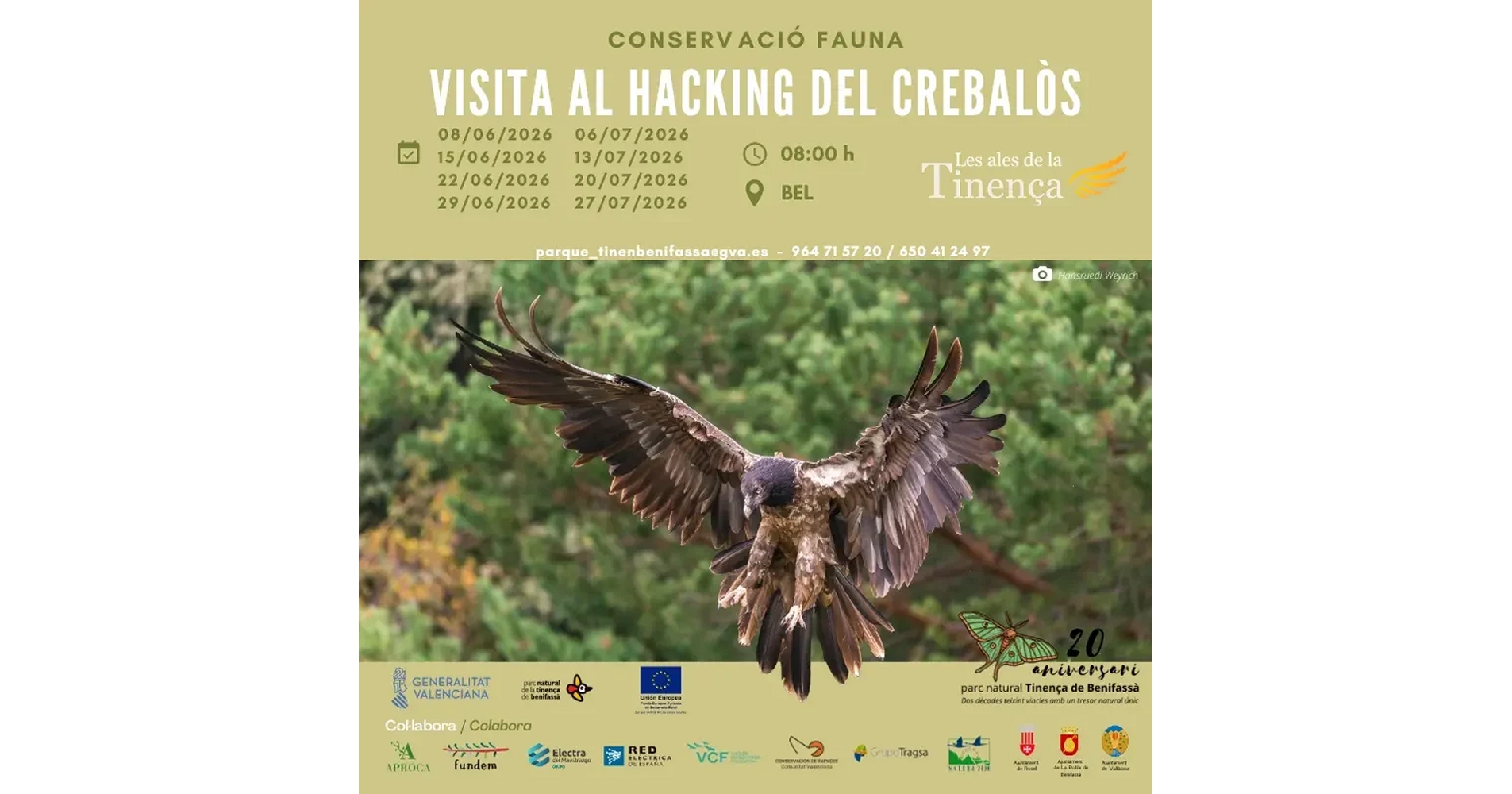 Observaci�n del nido quebrantahuesos en la Tinen�a de Benifass�