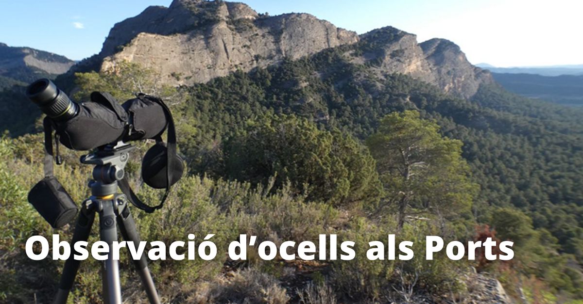 Observaci�n de aves en los Ports