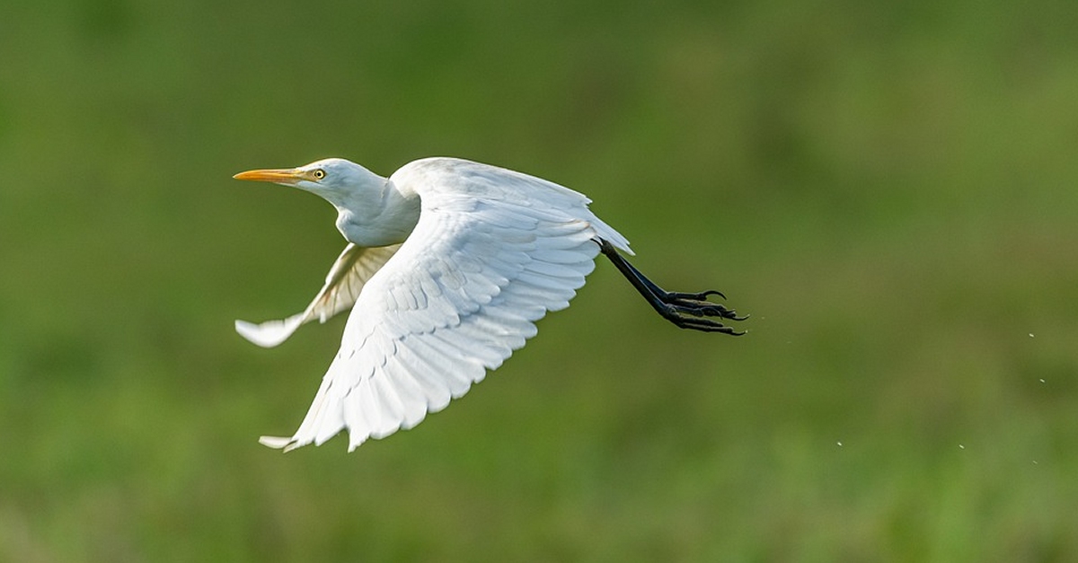 M�nNatura Delta: L�ocell que ha perdut la mem�ria