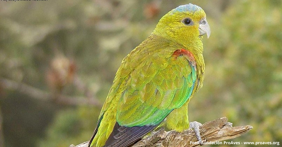 Els ocells de Colmbia seran protagonistes al Delta Birding Festival