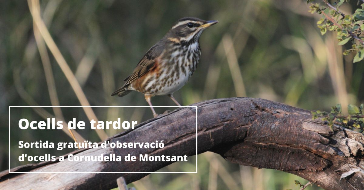 Salida gratuita de observaci�n de p�jaros en Cornudella de Montsant