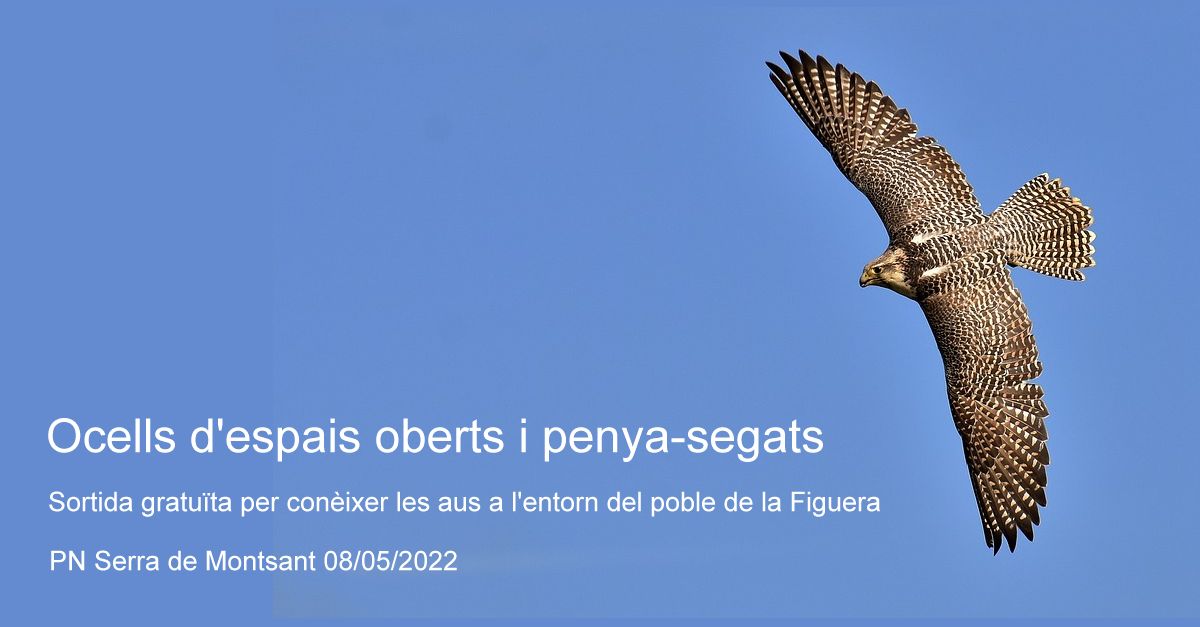 Sortida gratuïta: Ocells d´espais oberts i penya-segats Sortida gratuïta: Ocells d´espais oberts i penya-segats