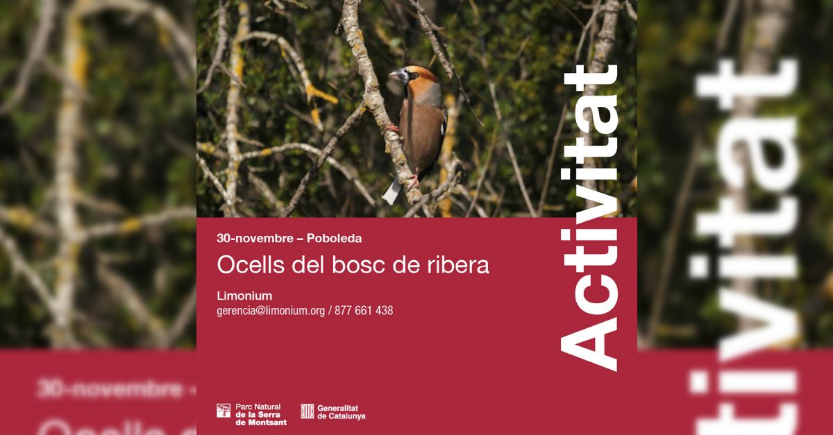 P�jaros del bosque de ribera. Salida natural�stica.