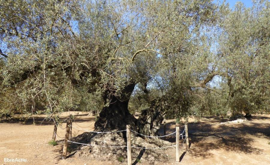 Oficina de Turisme d&rsquo;Ulldecona | EbreActiu.cat, revista digital d&rsquo;oci actiu | Terres de l&rsquo;Ebre ...