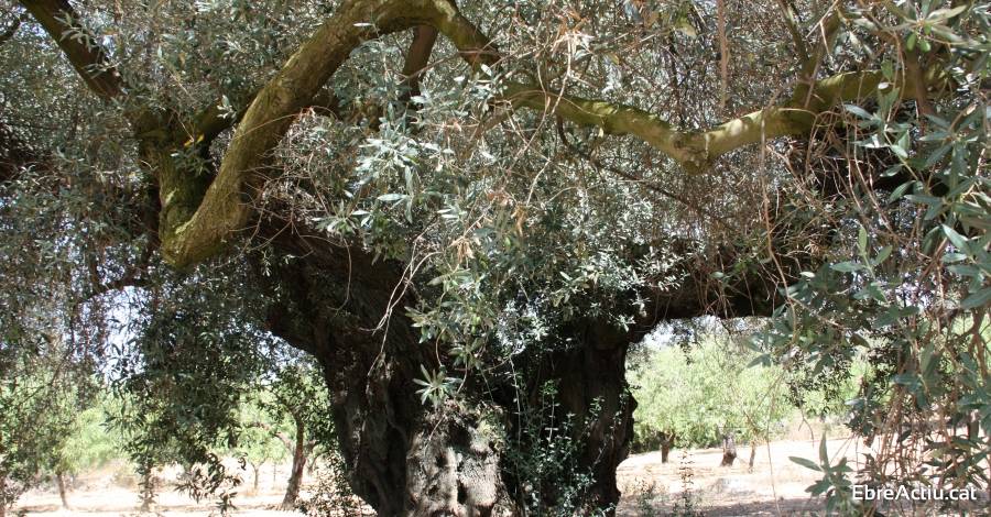 OliMil, nou projecte de la Taula del Snia i els ajuntaments del territori per recuperar finques abandonades | EbreActiu.cat, revista digital d’oci actiu | Terres de l’Ebre ...