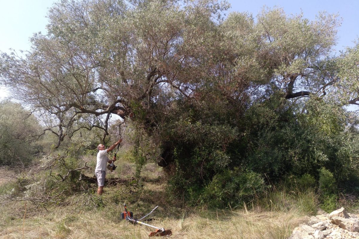 Una olivera de Cervera del Maestre distingida amb el Premi a la Millor Olivera Monumental d&rsquo;Espanya 2024 | EbreActiu.cat, revista digital d&rsquo;oci actiu | Terres de l&rsquo;Ebre ...