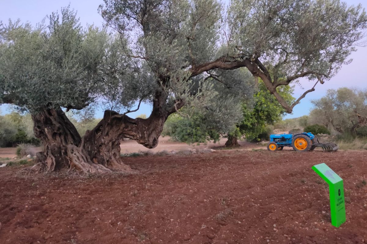 Una olivera de Cervera del Maestre distingida amb el Premi a la Millor Olivera Monumental d’Espanya 2024 | EbreActiu.cat, revista digital d’oci actiu | Terres de l’Ebre ... Una olivera de Cervera del Maestre distingida amb el Premi a la Millor Olivera Monumental d’Espanya 2024 | EbreActiu.cat, revista digital d’oci actiu | Terres de l’Ebre ...