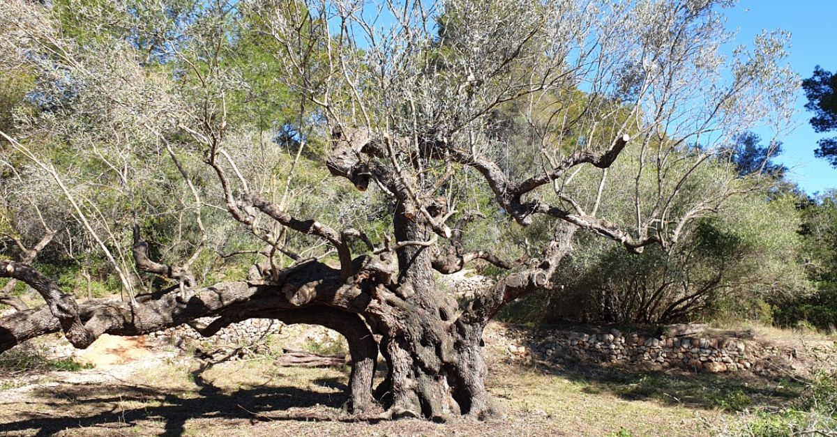 Les Oliveres Millenries del Snia impulsen i sadhereixen a lAssociaci Europea de Sistemes de Patrimoni Agrcola