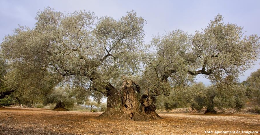 Lexposici Oliveres millenries Territori Snia es trasllada a Reus