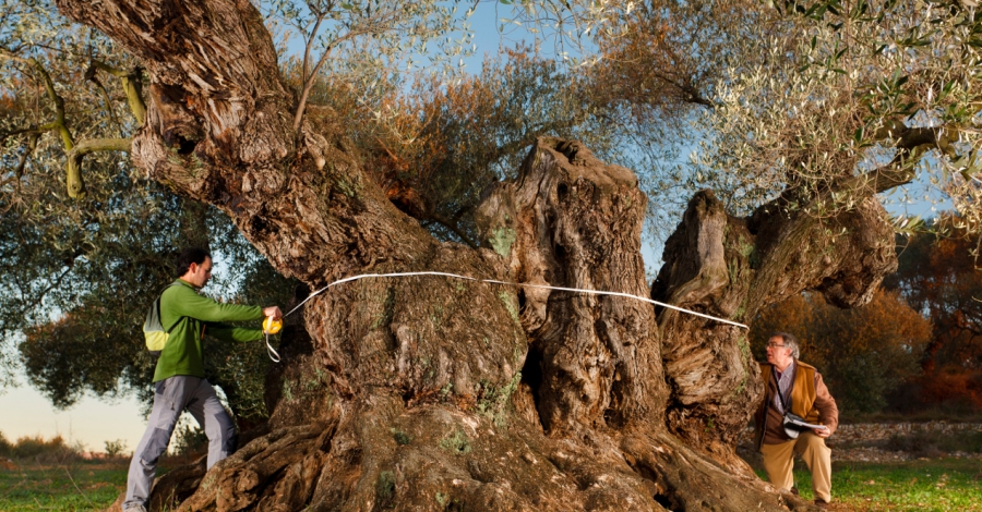 L’Olivera de Sinfo de Traiguera, elegida la Millor Olivera Monumental del Mediterrani | EbreActiu.cat, revista digital d’oci actiu | Terres de l’Ebre ... L’Olivera de Sinfo de Traiguera, elegida la Millor Olivera Monumental del Mediterrani | EbreActiu.cat, revista digital d’oci actiu | Terres de l’Ebre ...