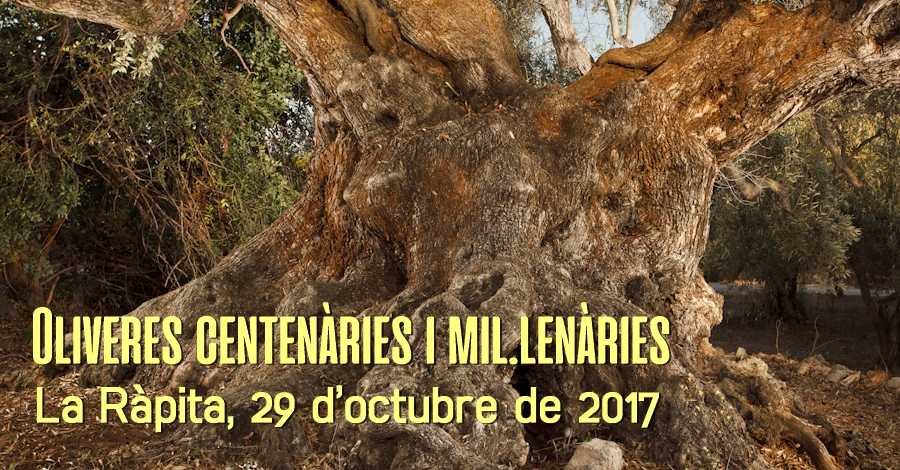 Oliveres centenàries i mil.lenàries Oliveres centenàries i mil.lenàries