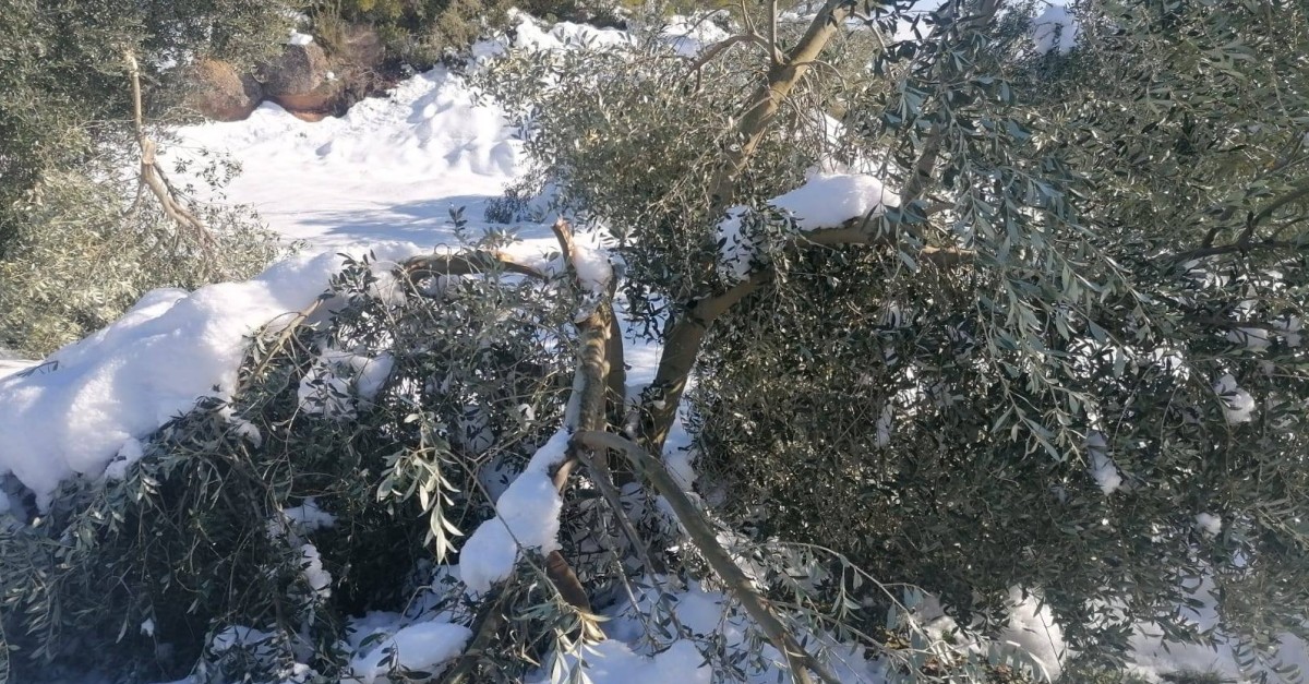 La nevada afecta 3.500 hectrees d’oliveres de la DOP Siurana, ms del 38% | EbreActiu.cat, revista digital d’oci actiu | Terres de l’Ebre ...