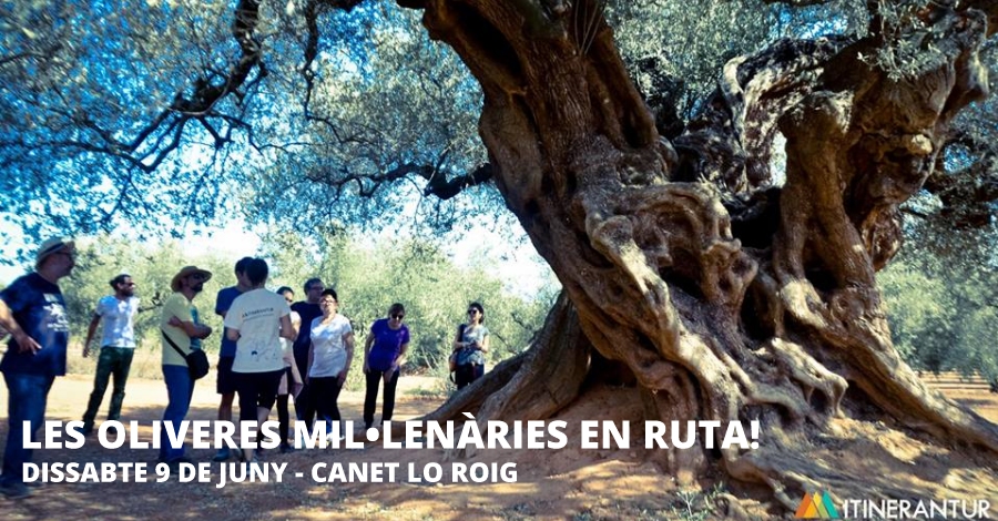 Les oliveres mil�len�ries en ruta
