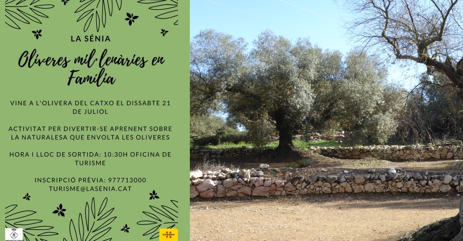Oliveres mil�len�ries en fam�lia: Vine a l�Olivera del Catxo 
